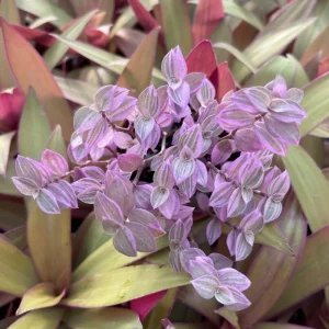 Pink Panther Callisia Repens Variegated Turtle Vine Live Plant Indoor - Image 1