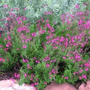 Pink Salvia Greggi Live Plant – 1 Gallon – Perennial Flower for Pollinators - Image 2