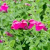 Pink Skullcap Live Plant - Scutellaria suffrutescens, 1 Gallon Pot - Image 1