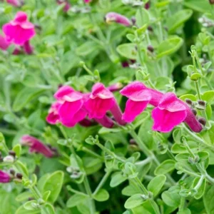 Pink Skullcap Live Plant - Scutellaria suffrutescens, 1 Gallon Pot - Image 1