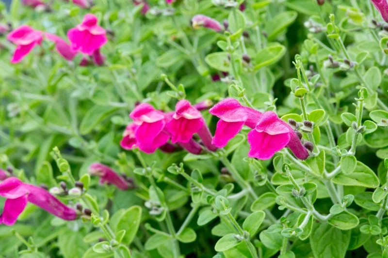 Pink Skullcap Live Plant - Scutellaria suffrutescens, 1 Gallon Pot - Image 1