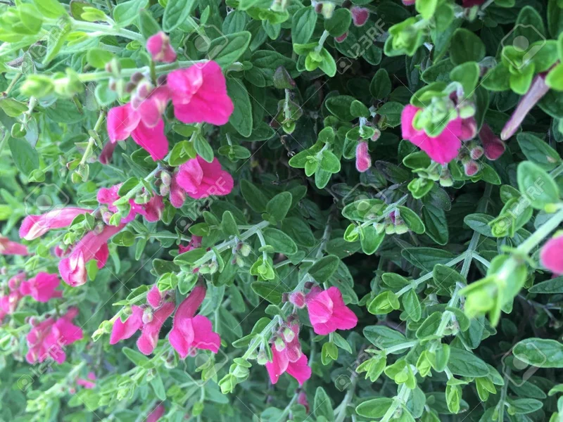 Pink Skullcap Live Plant - Scutellaria suffrutescens, 1 Gallon Pot - Image 2