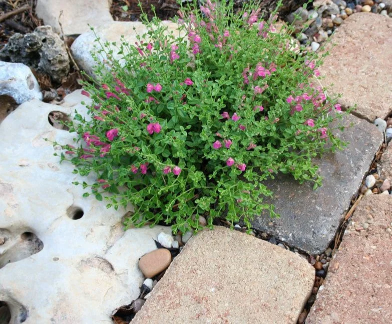 Pink Skullcap Live Plant - Scutellaria suffrutescens, 1 Gallon Pot - Image 3