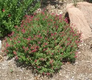 Pink Skullcap Live Plant - Scutellaria suffrutescens, 1 Gallon Pot - Image 4