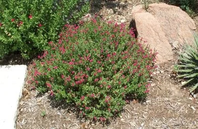 Pink Skullcap Live Plant - Scutellaria suffrutescens, 1 Gallon Pot - Image 4