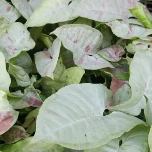 Pink Speckled Syngonium Arrowhead Vine Live Plant - Indoor Houseplant - Image 2