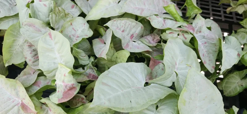 Pink Speckled Syngonium Arrowhead Vine Live Plant - Indoor Houseplant - Image 2