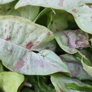Pink Speckled Syngonium Arrowhead Vine Live Plant - Indoor Houseplant - Image 1