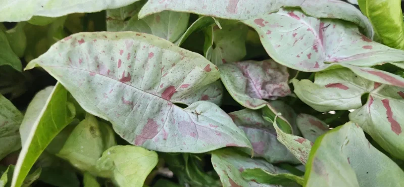 Pink Speckled Syngonium Arrowhead Vine Live Plant - Indoor Houseplant - Image 1