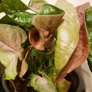Pink Syngonium Podophyllum Live Plant - Neon Robusta Arrowhead Vine Indoor - Image 2