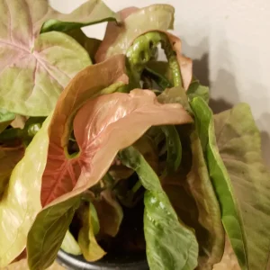 Pink Syngonium Podophyllum Live Plant - Neon Robusta Arrowhead Vine Indoor - Image 1