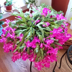 Pink Thanksgiving Cactus Live Plant, Zygocactus Succulent in 4 Inch Pot, Holiday Flowering - Image 2