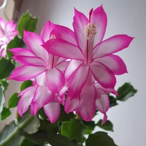 Pink Thanksgiving Cactus Live Plant, Zygocactus Succulent in 4 Inch Pot, Holiday Flowering - Image 3