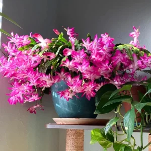 Pink Thanksgiving Cactus Live Plant, Zygocactus Succulent in 4 Inch Pot, Holiday Flowering - Image 4