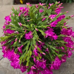 Pink Thanksgiving Cactus Live Plant, Zygocactus Succulent in 4 Inch Pot, Holiday Flowering - Image 5