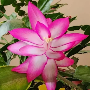 Pink Thanksgiving Cactus Live Plant, Zygocactus Succulent in 4 Inch Pot, Holiday Flowering - Image 6
