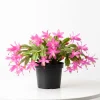 Pink Thanksgiving Cactus Live Plant, Zygocactus Succulent in 4 Inch Pot, Holiday Flowering - Image 1