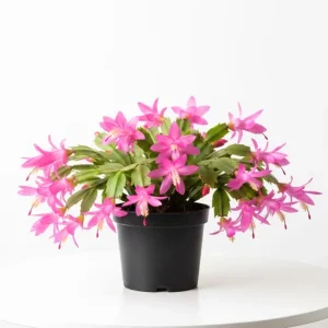 Pink Thanksgiving Cactus Live Plant, Zygocactus Succulent in 4 Inch Pot, Holiday Flowering - Image 1