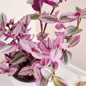 Pink Wandering Jew Plant Live in 3 Inch Pot - Tradescantia Nanouk Houseplant - Image 10