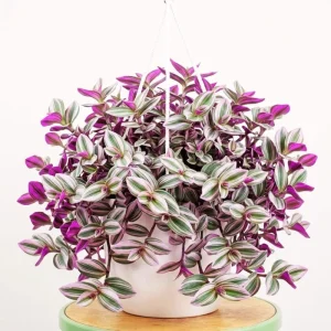 Pink Wandering Jew Plant Live in 3 Inch Pot - Tradescantia Nanouk Houseplant - Image 2