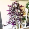 Pink Wandering Jew Plant Live in 3 Inch Pot - Tradescantia Nanouk Houseplant - Image 1