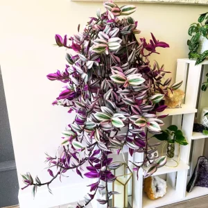 Pink Wandering Jew Plant Live in 3 Inch Pot - Tradescantia Nanouk Houseplant - Image 1