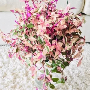 Pink Wandering Jew Plant Live in 3 Inch Pot - Tradescantia Nanouk Houseplant - Image 3