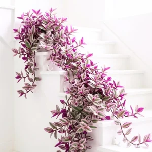 Pink Wandering Jew Plant Live in 3 Inch Pot - Tradescantia Nanouk Houseplant - Image 4