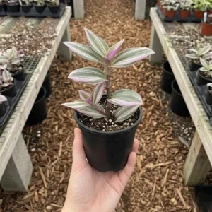 Pink Wandering Jew Plant Live in 3 Inch Pot - Tradescantia Nanouk Houseplant - Image 5
