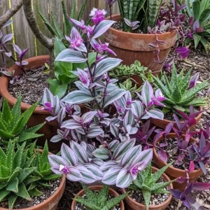 Pink Wandering Jew Plant Live in 3 Inch Pot - Tradescantia Nanouk Houseplant - Image 6