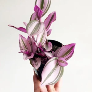 Pink Wandering Jew Plant Live in 3 Inch Pot - Tradescantia Nanouk Houseplant - Image 7