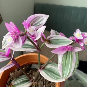 Pink Wandering Jew Plant Live in 3 Inch Pot - Tradescantia Nanouk Houseplant - Image 8