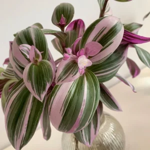 Pink Wandering Jew Plant Live in 3 Inch Pot - Tradescantia Nanouk Houseplant - Image 9
