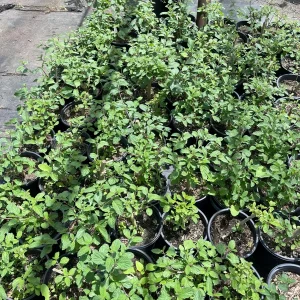 Pitiona Lippia Alba Live Plant – 1 Gallon Herb Tree – Indoor/Outdoor - Image 3