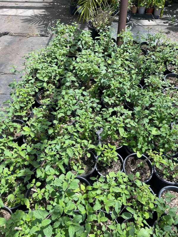 Pitiona Lippia Alba Live Plant – 1 Gallon Herb Tree – Indoor/Outdoor - Image 3