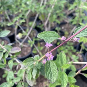 Pitiona Lippia Alba Live Plant – 1 Gallon Herb Tree – Indoor/Outdoor - Image 4