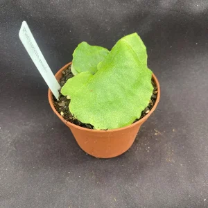 Platycerium grande Moose Horn Fern Live Plant, Rooted, 3 inch Pot, Indoor - Image 2