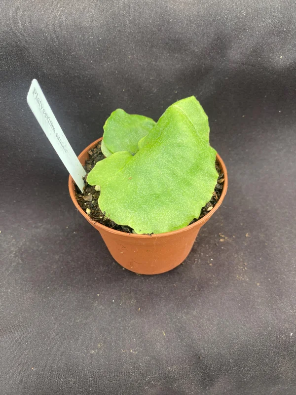 Platycerium grande Moose Horn Fern Live Plant, Rooted, 3 inch Pot, Indoor - Image 2