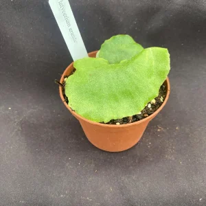 Platycerium grande Moose Horn Fern Live Plant, Rooted, 3 inch Pot, Indoor - Image 1