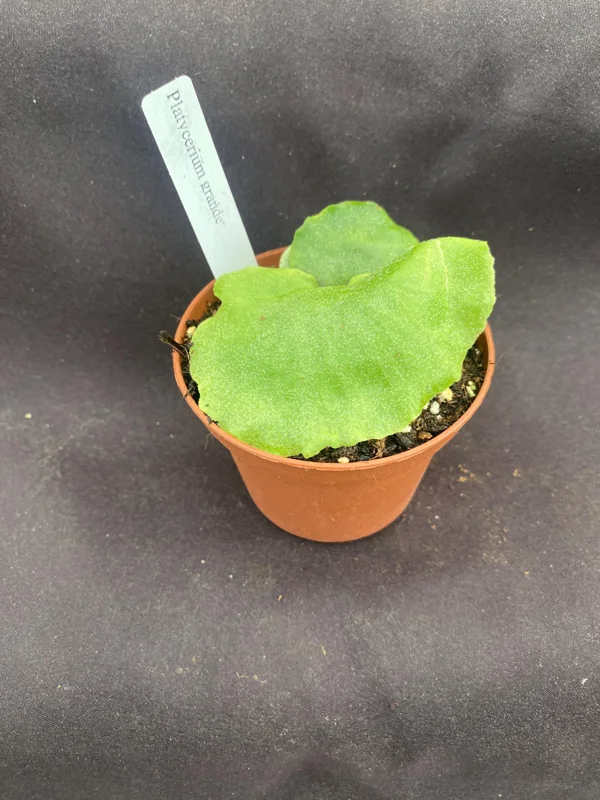 Platycerium grande Moose Horn Fern Live Plant, Rooted, 3 inch Pot, Indoor - Image 1