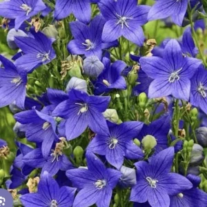 Platycodon Balloon Flower Blue Bulb - 1 Count - Easy Pollinator - Image 2