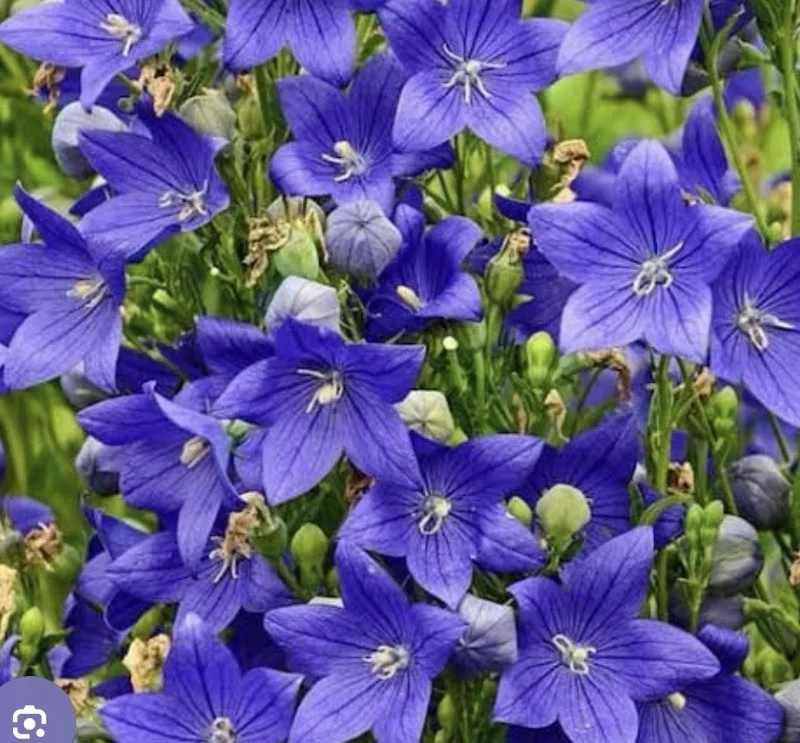 Platycodon Balloon Flower Blue Bulb - 1 Count - Easy Pollinator - Image 2