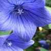 Platycodon Balloon Flower Blue Bulb - 1 Count - Easy Pollinator - Image 1