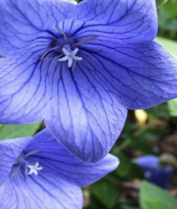 Platycodon Balloon Flower Blue Bulb - 1 Count - Easy Pollinator - Image 1