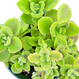 Plectranthus Coleoides Variegata Swedish Ivy - 3 Live 4