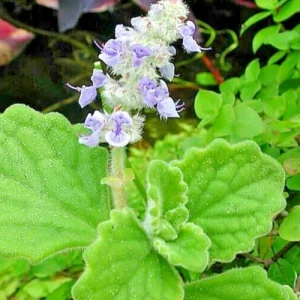 Plectranthus Coleoides Variegata Swedish Ivy - 3 Live 4