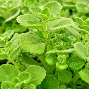 Plectranthus Coleoides Variegata Swedish Ivy - 3 Live 4