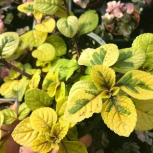 Plectranthus Lime Light Live Plant – 4x 2-inch Pots – Indoor/Outdoor - Image 1