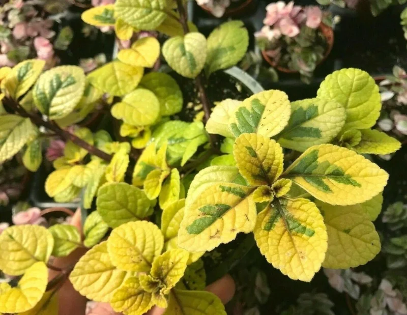 Plectranthus Lime Light Live Plant – 4x 2-inch Pots – Indoor/Outdoor - Image 1
