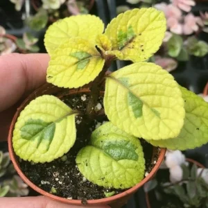 Plectranthus Lime Light Live Plant – 4x 2-inch Pots – Indoor/Outdoor - Image 2